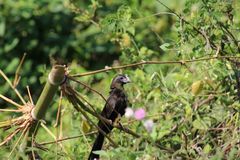 Crotophaga sulcirostris