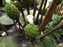 Costus dubius