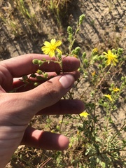Deinandra pallida