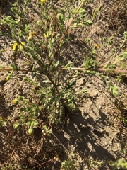 Deinandra pallida