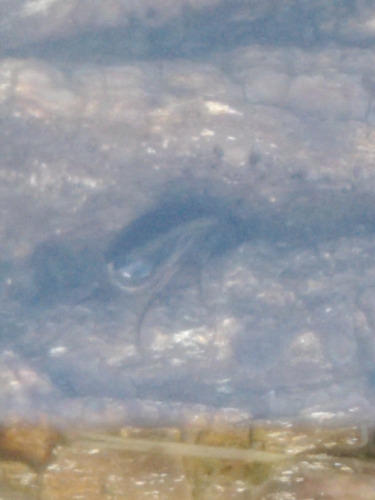 Lateral-lined Water Beetle