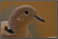 Streptopelia decaocto