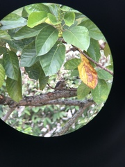 Melanerpes rubricapillus