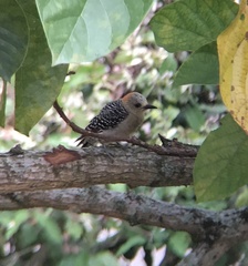 Melanerpes rubricapillus