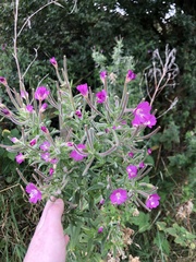 Epilobium hirsutum