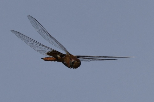 Red Saddlebags