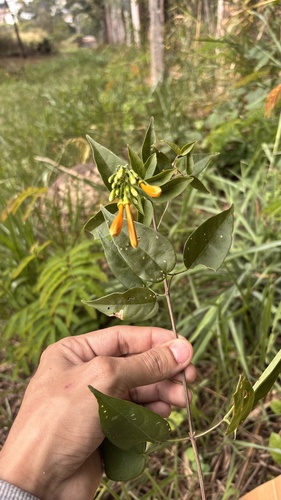 Flame vine
