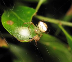 Araneus miniatus