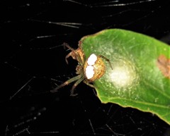 Araneus miniatus