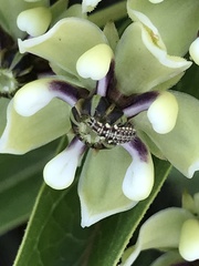 Chrysoperla plorabunda