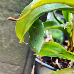Danaus plexippus