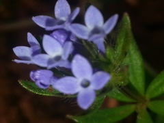 Asperula arvensis