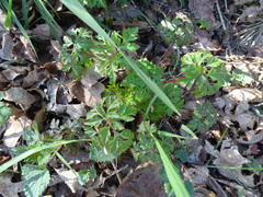 Geranium robertianum
