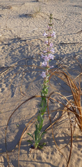 Penstemon buckleyi