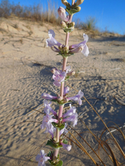 Penstemon buckleyi