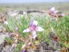 Erodium beketowii
