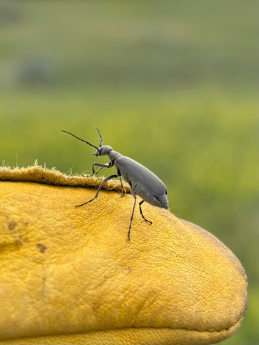 Ashgray blister beetle photo 5
