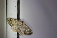 Orthobrachia simpliciata