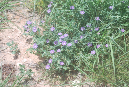 purple groundcherry