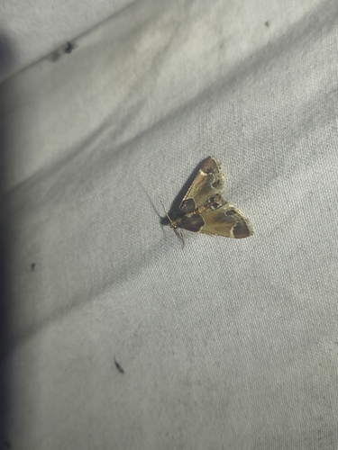 Meal moth