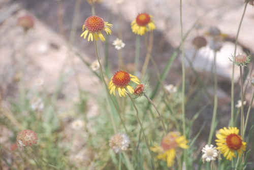 Red Dome Blanketflower