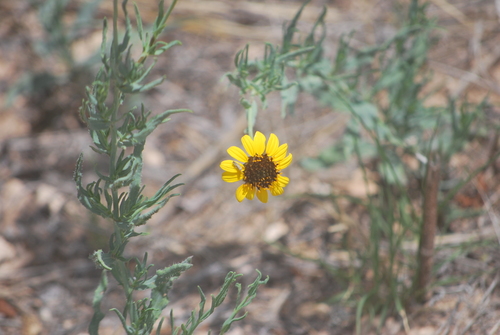 Texas Blueweed