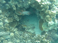 Myripristis violacea