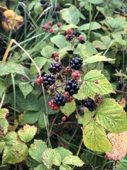 Rubus fruticosus