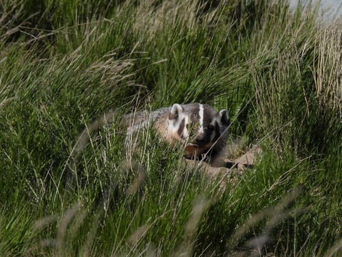 American Badger
