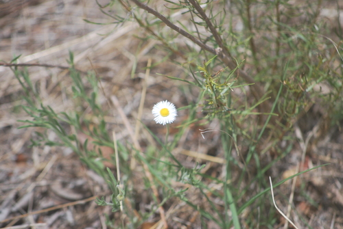 Plains Fleabane