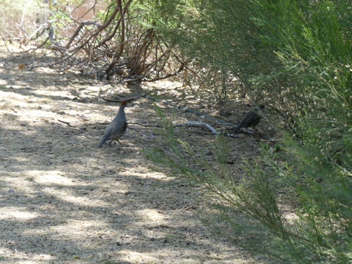 Gambel's Quail