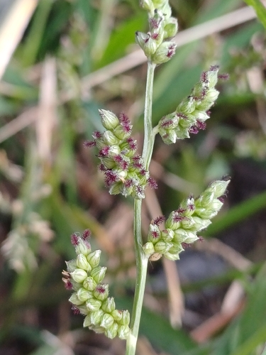 Jungle Rice