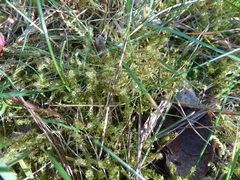 Rhytidiadelphus squarrosus