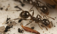 Pheidole capensis