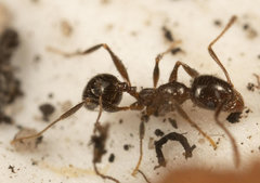 Pheidole capensis