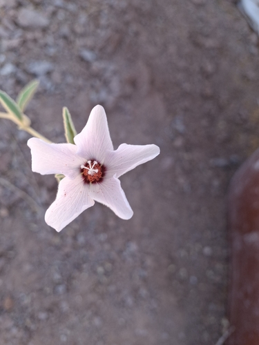 Tulipán del desierto