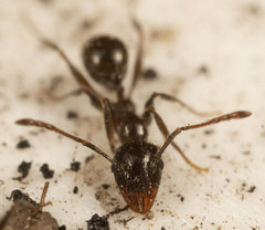 Pheidole capensis