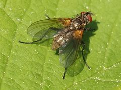 Macquartia grisea