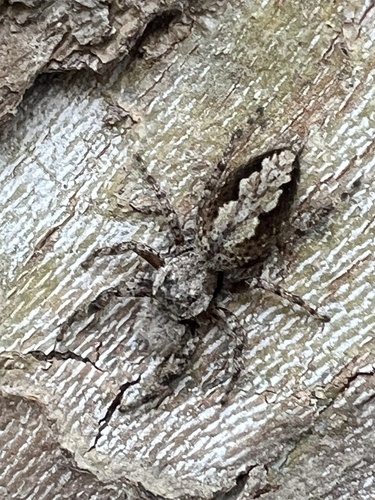 Tan Jumping Spider