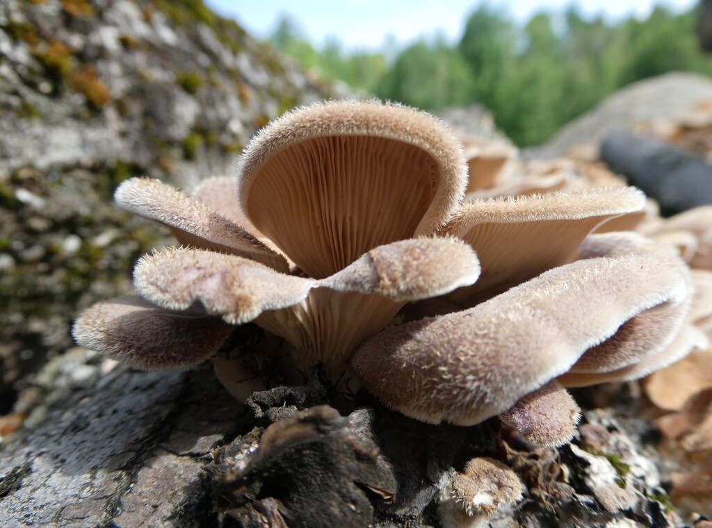 Hairy Oyster Mushroom · June 2026 · photo: Photo: no rights reserved · iNaturalist
