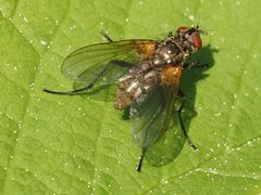 Macquartia grisea