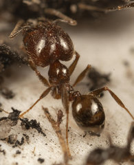 Pheidole capensis