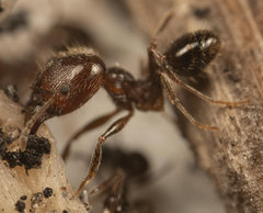 Pheidole capensis