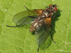 Macquartia grisea
