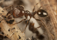 Pheidole capensis