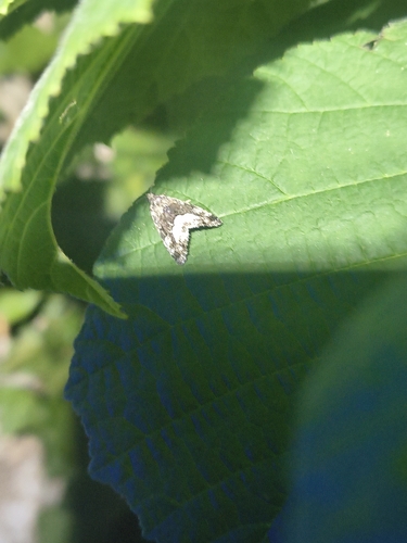 Marbled White-spot