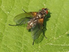 Macquartia grisea