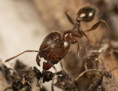 Pheidole capensis