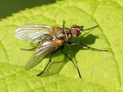 Macquartia grisea