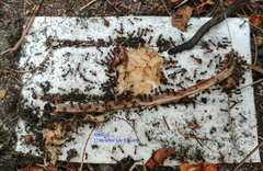 Pheidole capensis